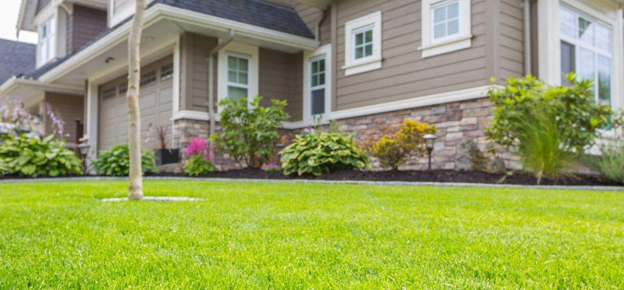 6 Factors to Consider When Looking for a Grass Plug Supplier