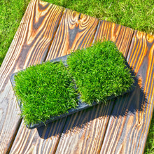 Load image into Gallery viewer, SodPods® Bluegrass MEGA Grass Plugs