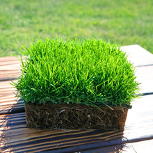 Load image into Gallery viewer, SodPods® Bluegrass MEGA Grass Plugs