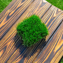 Load image into Gallery viewer, SodPods® Bluegrass MEGA Grass Plugs