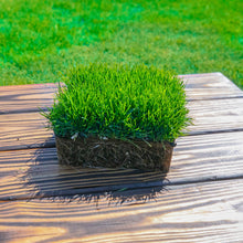 Load image into Gallery viewer, SodPods® Bluegrass MEGA Grass Plugs