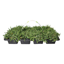 Load image into Gallery viewer, SodPods® St. Augustine CitraBlue® Grass Plugs with Power Planter Auger and NutriPod® Plant Food