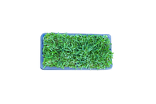 Load image into Gallery viewer, SodPods® St. Augustine Palmetto® MEGA Grass Plugs.