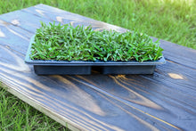 Load image into Gallery viewer, SodPods® St. Augustine Floratam MEGA Grass Plugs.