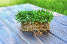 Load image into Gallery viewer, SodPods® St. Augustine Palmetto® MEGA Grass Plugs.