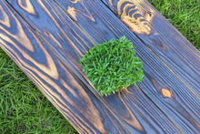 Load image into Gallery viewer, SodPods® St. Augustine Palmetto® MEGA Grass Plugs.