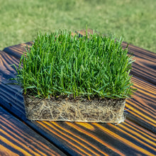 Load image into Gallery viewer, SodPods® Fescue MEGA Grass Plugs