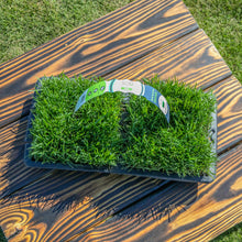 Load image into Gallery viewer, SodPods® Fescue MEGA Grass Plugs
