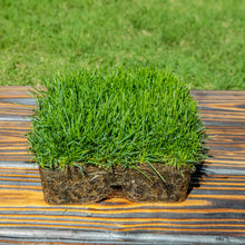 Load image into Gallery viewer, SodPods® Fescue MEGA Grass Plugs