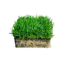Load image into Gallery viewer, SodPods® Fescue MEGA Grass Plugs