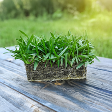 Load image into Gallery viewer, SodPods® St. Augustine Floratam MEGA Grass Plugs