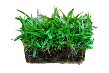 Load image into Gallery viewer, SodPods®  St. Augustine Palmetto® MEGA Grass Plugs