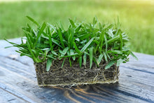 Load image into Gallery viewer, SodPods® St. Augustine Floratam MEGA Grass Plugs.