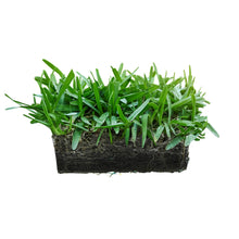Load image into Gallery viewer, SodPods® St. Augustine Floratam MEGA Grass Plugs
