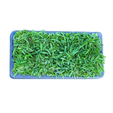 Load image into Gallery viewer, SodPods® St. Augustine Palmetto® MEGA Grass Plugs