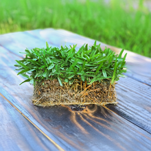 Load image into Gallery viewer, SodPods® St. Augustine Palmetto® MEGA Grass Plugs