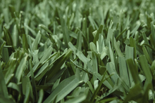 Load image into Gallery viewer, SodPods® St. Augustine Scotts® ProVista™ Grass Plugs with NutriPod® Plant Food