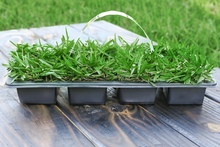 Load image into Gallery viewer, SodPods® St. Augustine Scotts® ProVista™ Grass Plugs with NutriPod® Plant Food