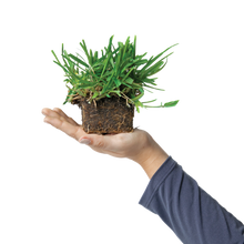 Load image into Gallery viewer, SodPods® St. Augustine Scotts® ProVista™ Grass Plugs