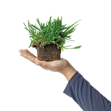 Load image into Gallery viewer, SodPods® St. Augustine Scotts® ProVista™ Grass Plugs with NutriPod® Plant Food