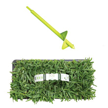 Load image into Gallery viewer, SodPods® St. Augustine Palmetto® Grass Plugs with Power Planter Auger