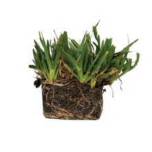 Load image into Gallery viewer, SodPods® St. Augustine Floratam Grass Plugs with NutriPod® Plant Food