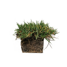 Load image into Gallery viewer, SodPods® Zoysia Grass Plugs with NutriPod® Plant Food.