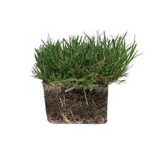 Load image into Gallery viewer, SodPods® Bermuda Grass Plugs with NutriPod® Plant Food.