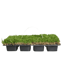 Load image into Gallery viewer, SodPods® Bermuda Grass Plugs.