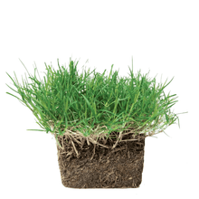 Load image into Gallery viewer, SodPods® Bermuda Grass Plugs.
