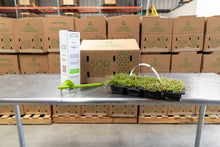 Load image into Gallery viewer, SodPods® Centipede Grass Plugs with Power Planter Auger