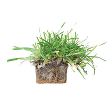 Load image into Gallery viewer, SodPods® Centipede Grass Plugs.
