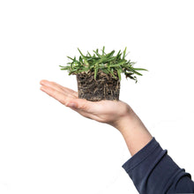 Load image into Gallery viewer, Women Holding SodPod CitraBlue Plug