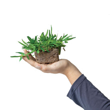 Load image into Gallery viewer, Women Holding SodPod Palmetto Plug