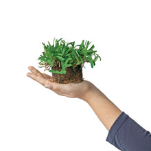 Load image into Gallery viewer, SodPods® St. Augustine Seville Grass Plugs.