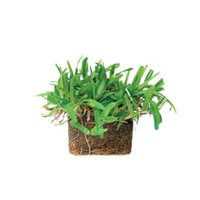 Load image into Gallery viewer, SodPods® St. Augustine Seville Grass Plugs.