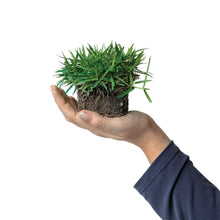 Load image into Gallery viewer, SodPods® Zoysia Grass Plugs.