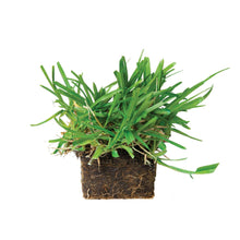Load image into Gallery viewer, SodPods® St. Augustine Floratam Grass Plugs.