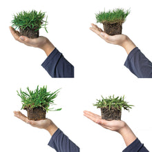 Load image into Gallery viewer, SodPods® Variety Pack: St. Augustine Palmetto® & Floratam, Bermuda and Zoysia Grass Plugs.
