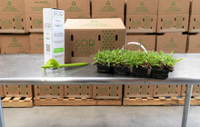 Load image into Gallery viewer, SodPods® St. Augustine Seville Grass Plugs with Power Planter Auger