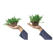Load image into Gallery viewer, SodPods® St. Augustine Sun & Shade Pack: CitraBlue® & Floratam Grass Plugs.