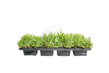 Load image into Gallery viewer, SodPods® Centipede Grass Plugs.