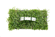 Load image into Gallery viewer, SodPods® Centipede Grass Plugs.