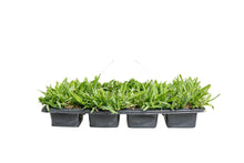 Load image into Gallery viewer, SodPods® St. Augustine Palmetto® Grass Plugs.