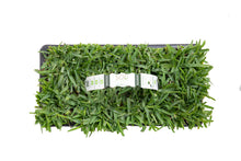 Load image into Gallery viewer, SodPod Palmetto Tray White BG