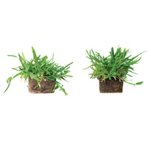 Load image into Gallery viewer, SodPods® St. Augustine Sun & Shade Pack: CitraBlue® & Floratam Grass Plugs.