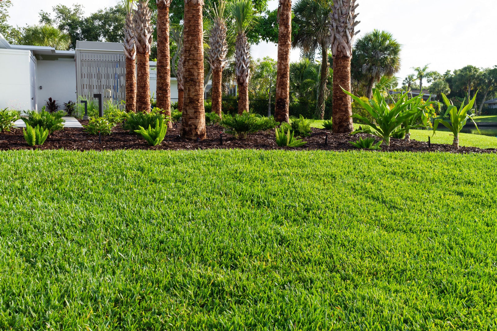 healthy lawn with tropical background