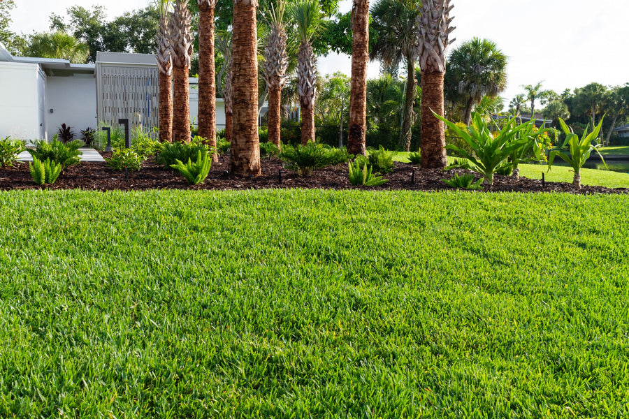 How Your Lawn Helps the Planet