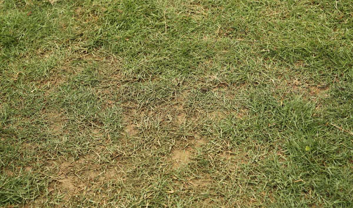 Common Zoysiagrass Diseases