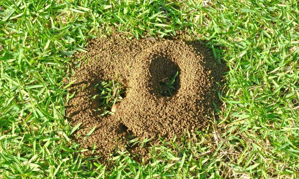 How to Get Rid of Ant Hills on Lawn